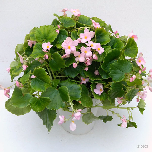 園芸ネット本店｜ベゴニア：ラブミー メモリーズ5号鉢植え の通販【公式】