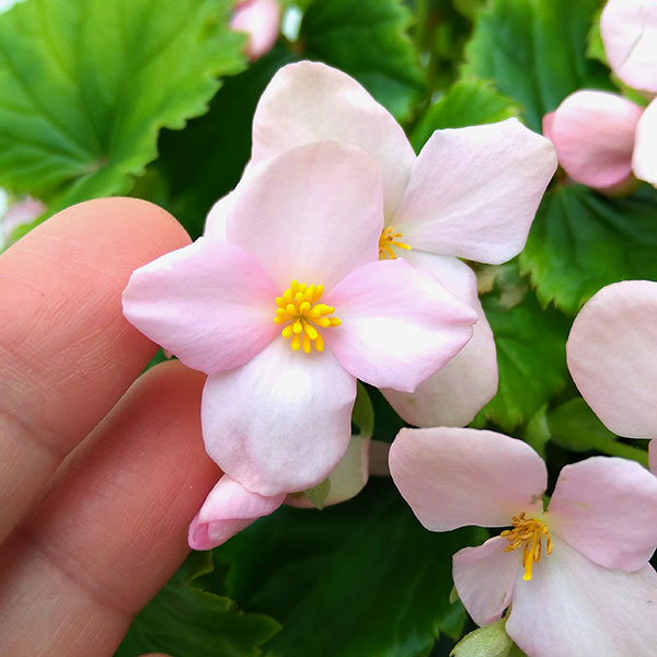 園芸ネット本店｜ベゴニア：ラブミー メモリーズ5号鉢植え の通販【公式】