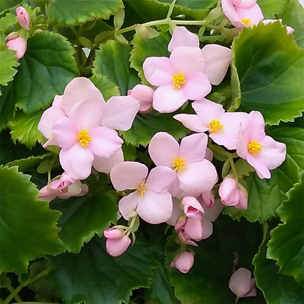 園芸ネット本店｜ベゴニア：ラブミー メモリーズ5号鉢植え の通販【公式】