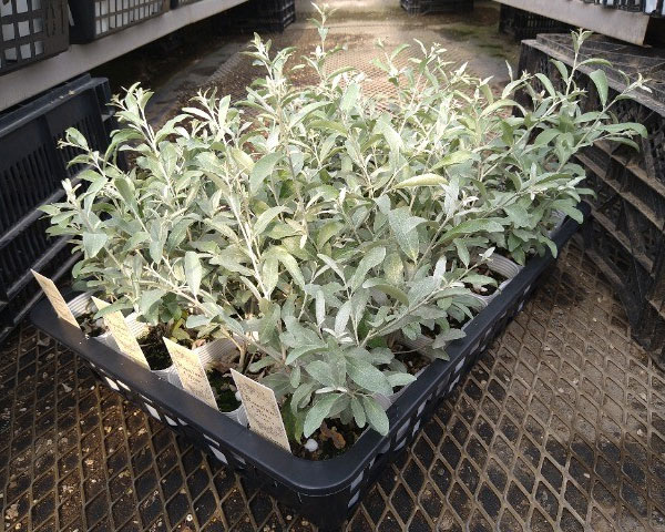 ロシアンオリーブ（ホソバグミ、ヤナギバグミ）3.5号ポット