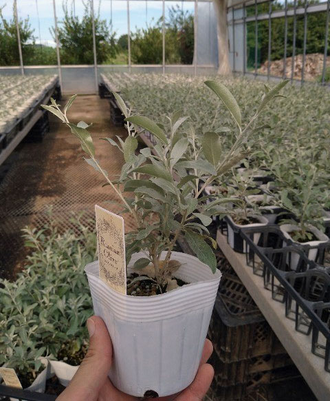 ロシアンオリーブ（ホソバグミ、ヤナギバグミ）3.5号ポット