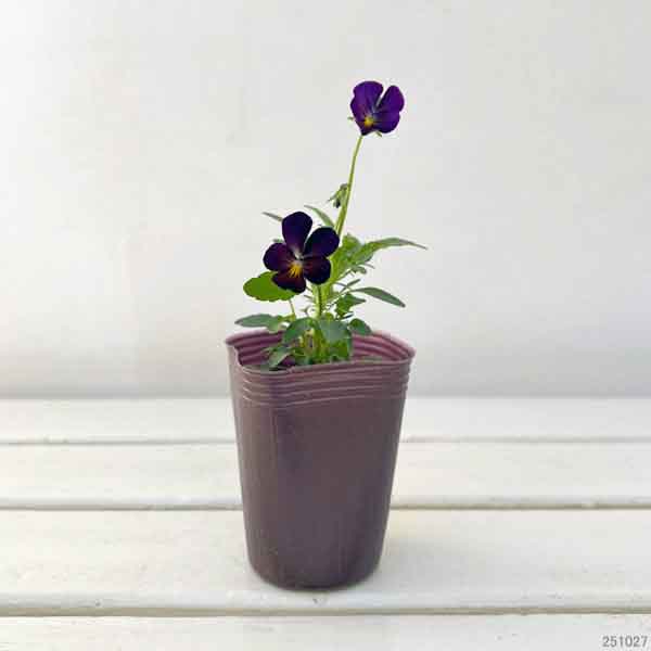 ビオラ：リトルコニー　夜空ノムコウ2.5号ポット