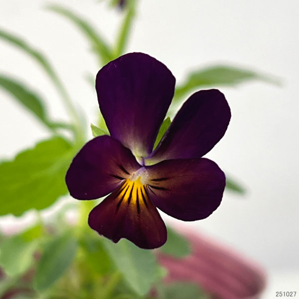 ビオラ：リトルコニー　夜空ノムコウ2.5号ポット