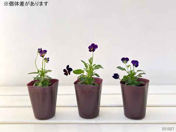 ビオラ：リトルコニー　夜空ノムコウ2.5号ポット