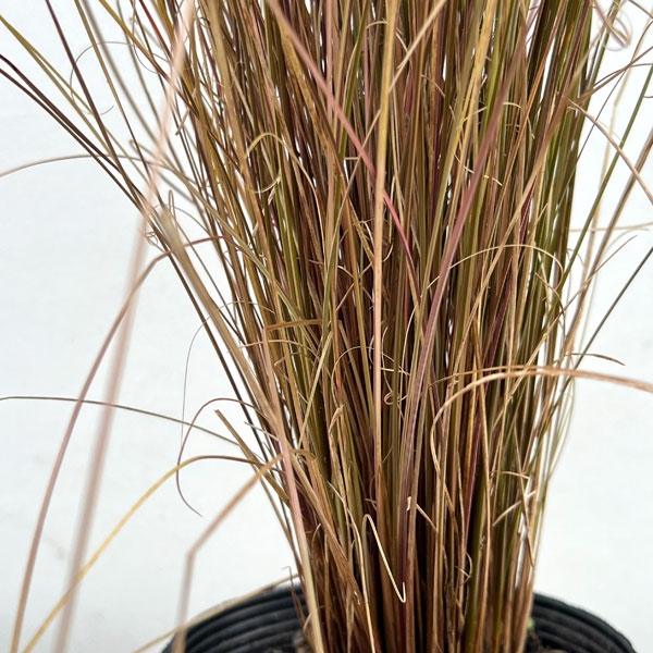 カレックス:ブキャナニー レッドルースター5号ポット