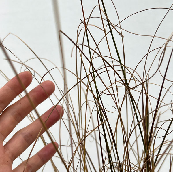 カレックス:ブキャナニー レッドルースター5号ポット