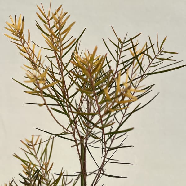 アカシア：フロリバンダフェニックスゴールド4号ポット