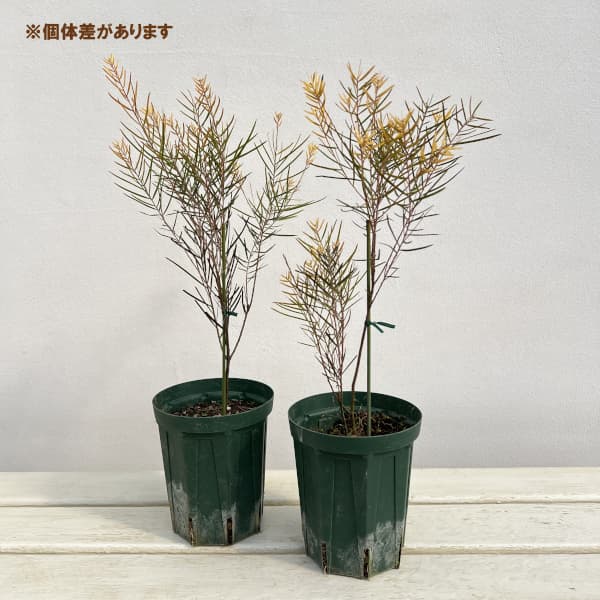 アカシア：フロリバンダフェニックスゴールド4号ポット