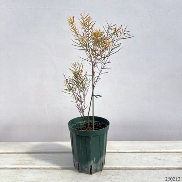 アカシア：フロリバンダフェニックスゴールド4号ポット