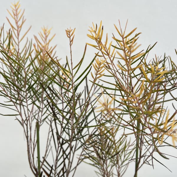 アカシア：フロリバンダフェニックスゴールド4号ポット