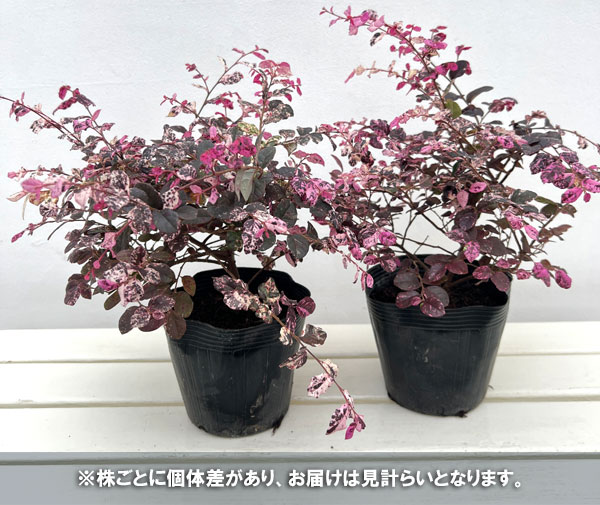 トキワマンサク:七彩(しちさい/ひちあや)5号ポット