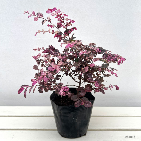 トキワマンサク:七彩(しちさい/ひちあや)5号ポット