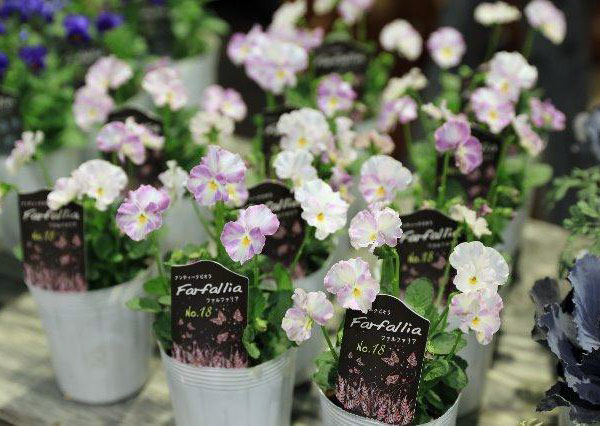 ファビオラ・ブリリッコ sp ZENITH】小ぶりでシェアウォッチとしても！【ゼニス】03.3200.3600/21