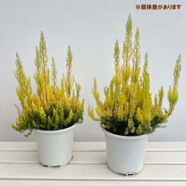 エリカ：アルボレア アルバーツゴールド5号鉢植え