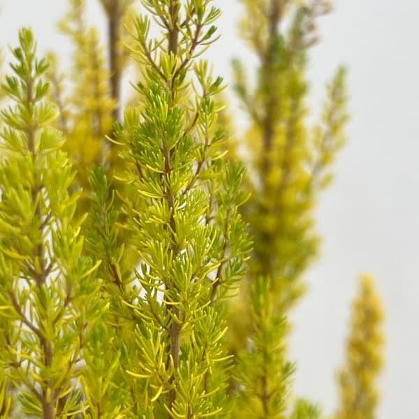 エリカ：アルボレア アルバーツゴールド5号鉢植え