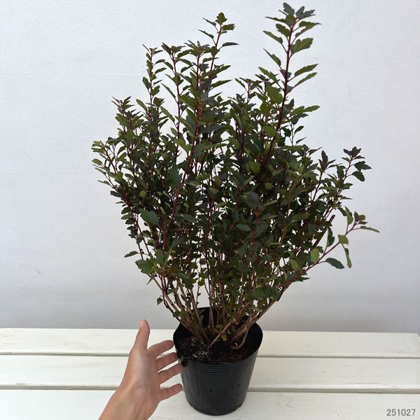 テマリシモツケ:リトルジョーカー5号ポット