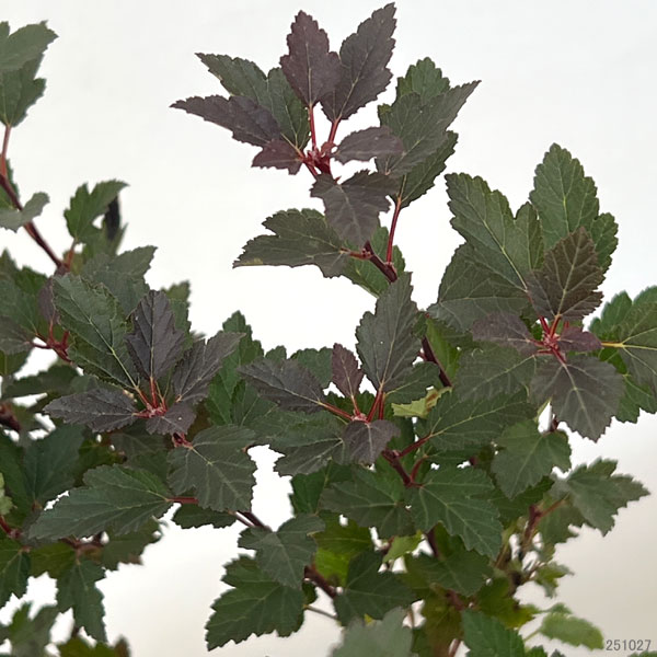 テマリシモツケ:リトルジョーカー5号ポット