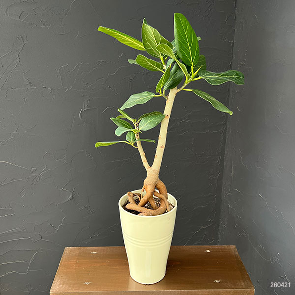 フィカス:ベンガレンシス(根上仕立て) 5号鉢植え*