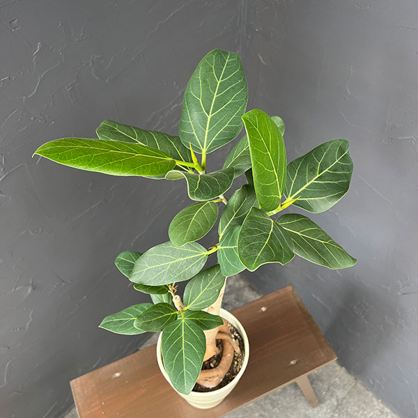 フィカス:ベンガレンシス(根上仕立て) 5号鉢植え*