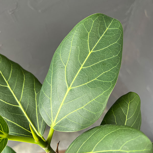 フィカス:ベンガレンシス(根上仕立て) 5号鉢植え*