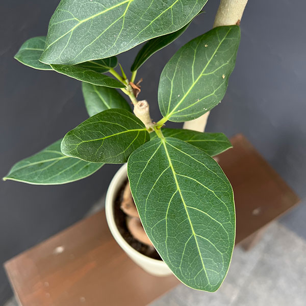 フィカス:ベンガレンシス(根上仕立て) 5号鉢植え*