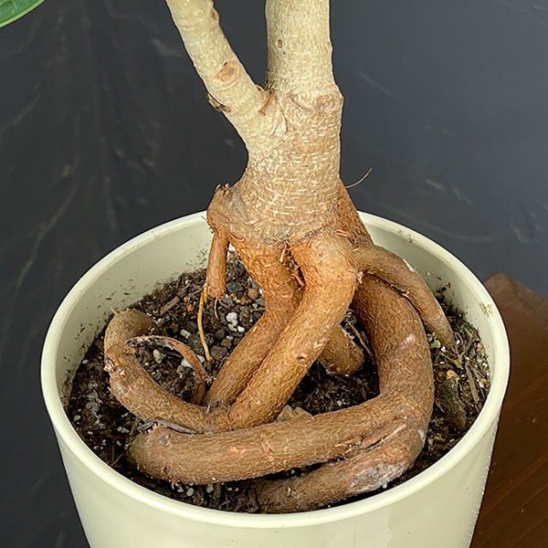 フィカス:ベンガレンシス(根上仕立て) 5号鉢植え*