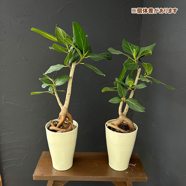 フィカス:ベンガレンシス(根上仕立て) 5号鉢植え*