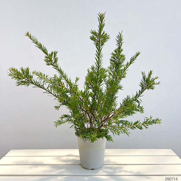 グレビレア:ジョンエバンス5号鉢植え