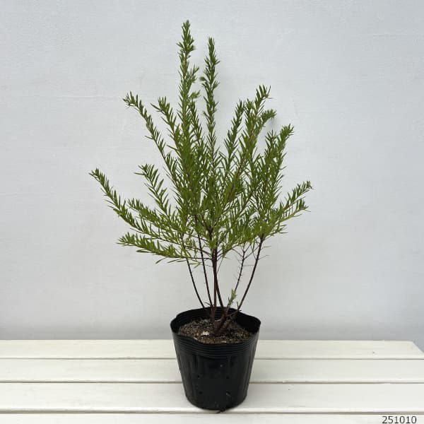 グレビレア:ジョンエバンス5号ポット