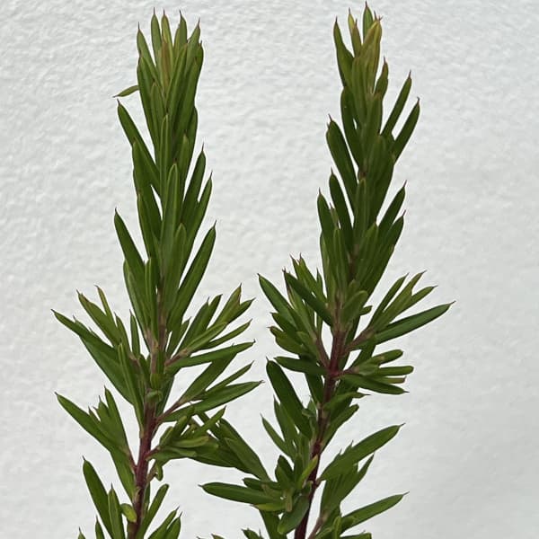 グレビレア:ジョンエバンス5号ポット