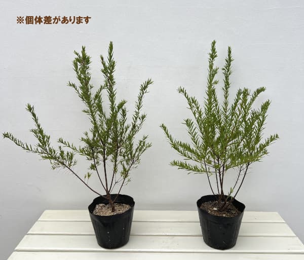 グレビレア:ジョンエバンス5号ポット