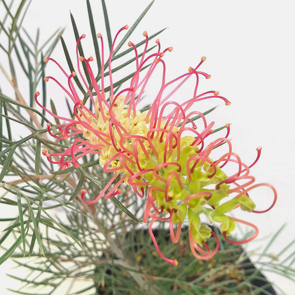 園芸ネット本店｜グレビレア：キングスレインボー3号ポット の通販【公式】