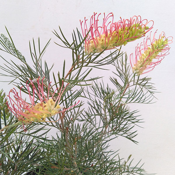 園芸ネット本店｜グレビレア：キングスレインボー3号ポット の通販【公式】