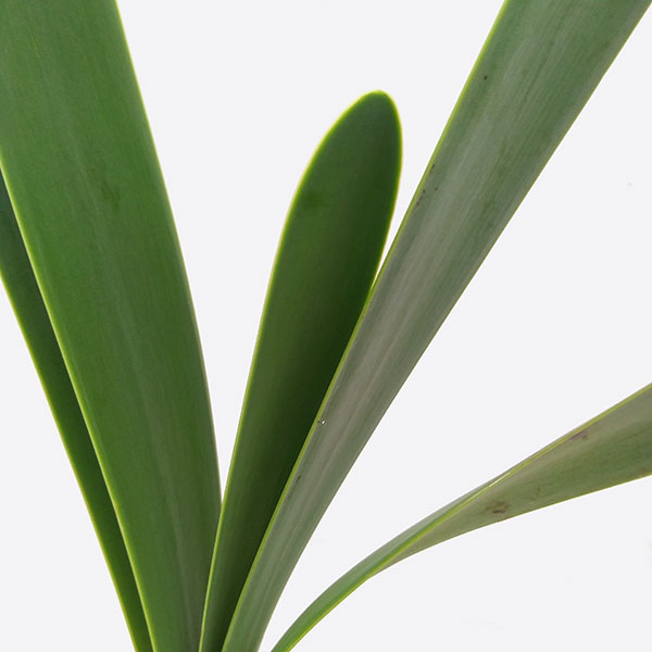 キルタンサス:オブリクス4.5号鉢植え A-1
