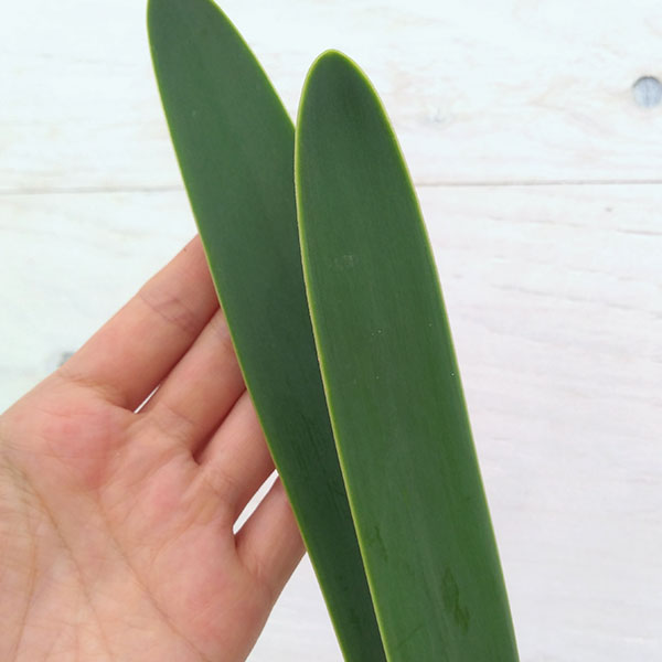 キルタンサス:オブリクス4.5号鉢植え A-1