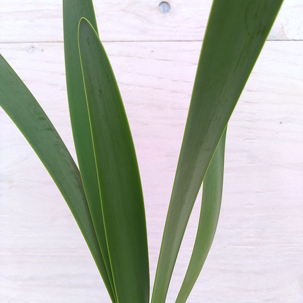 キルタンサス:オブリクス4.5号鉢植え A-2