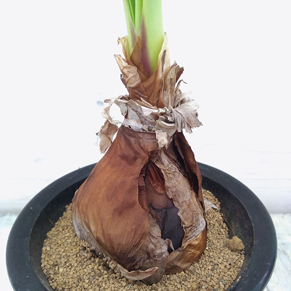 キルタンサス:オブリクス4.5号鉢植え A-2
