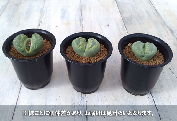 リトープス：アクアマリン2.5号鉢