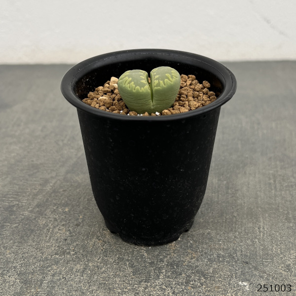 リトープス：アクアマリン2.5号鉢