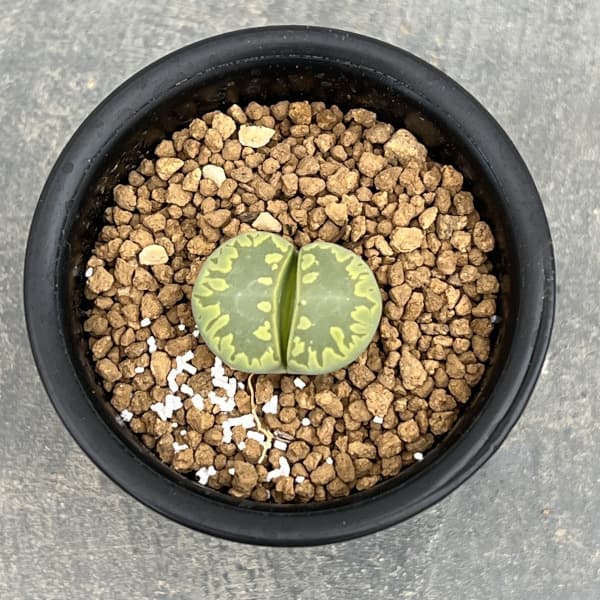 リトープス：アクアマリン2.5号鉢