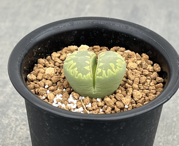 リトープス：アクアマリン2.5号鉢