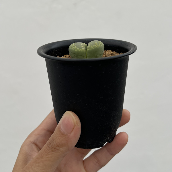 リトープス：アクアマリン2.5号鉢