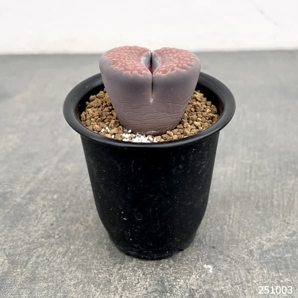 園芸ネット本店｜リトープス：紫 福来玉（むらさきふくらいぎょく）2.5