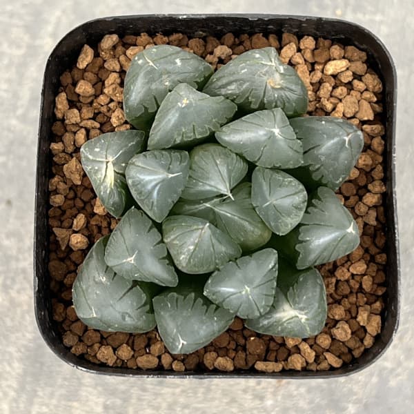 ハオルチア:パープル水晶オブツーサ 2.5号スクエア鉢