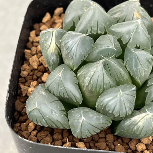 ハオルチア:パープル水晶オブツーサ 2.5号スクエア鉢