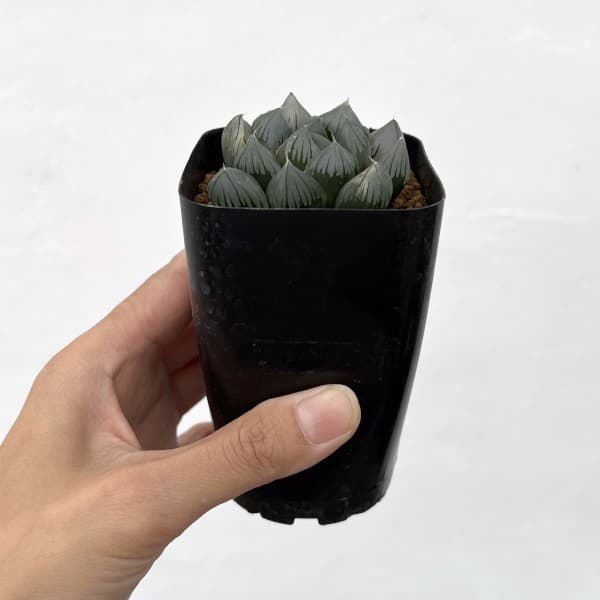 ハオルチア:パープル水晶オブツーサ 2.5号スクエア鉢