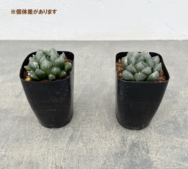 ハオルチア:パープル水晶オブツーサ 2.5号スクエア鉢