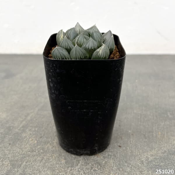 ハオルチア:パープル水晶オブツーサ 2.5号スクエア鉢