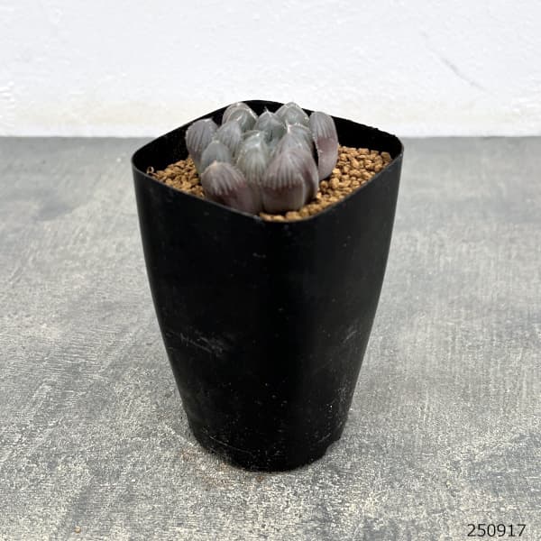 ハオルチア:レッドレンズオブツーサ2.5号スクエア鉢