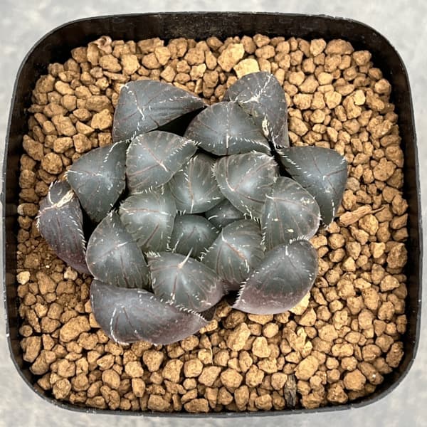 ハオルチア:レッドレンズオブツーサ2.5号スクエア鉢